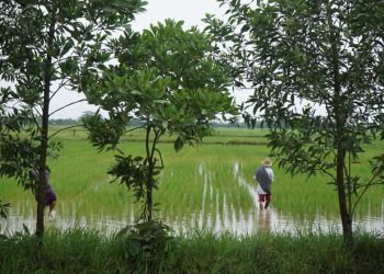 Over 10,000 Acres of Rice Fields Left Uncultivated in Mon State Due to Severe Fuel Crisis