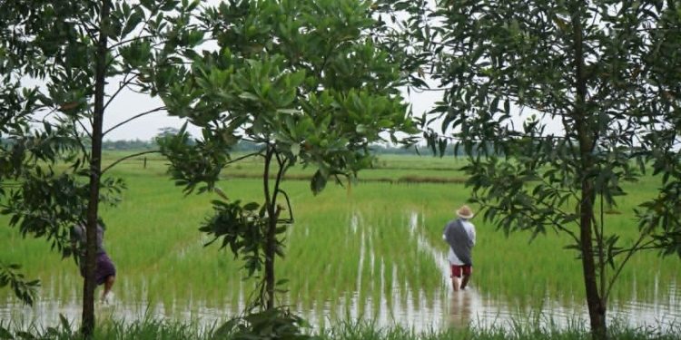 Over 10,000 Acres of Rice Fields Left Uncultivated in Mon State Due to Severe Fuel Crisis