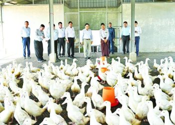 700 MMK Eggs Symbolize Broader Macroeconomic Collapse in Myanmar, Warns Former NLD Finance Official